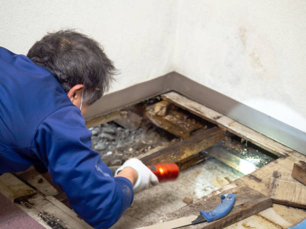 Best Residential Mold Removal  in Landing, NJ