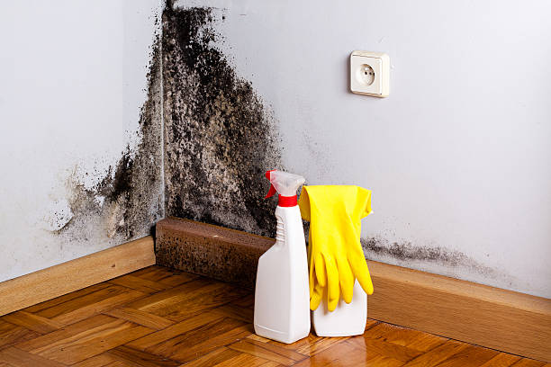 Attic Mold Removal in Landing, NJ