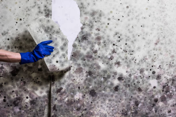 Best Professional Mold Removal  in Landing, NJ